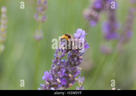 Bumble bee collecting pollen and/or nectar on lavender (Lavandula) blossoms, London, UK, summer Stock Photo