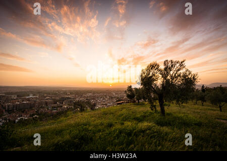 Olive tree on the top of the hill while the sun goes down as the clouds follow it. Stock Photo