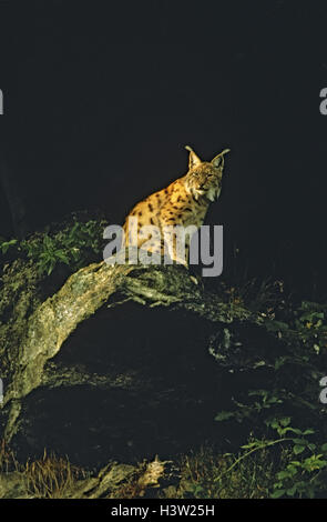 Eurasian lynx (Lynx lynx) Stock Photo