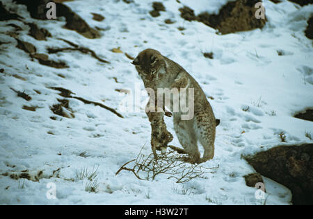 Eurasian lynx (Lynx lynx) Stock Photo