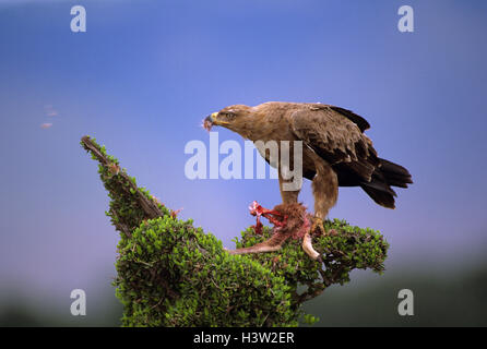 Tawny eagle (Aquila rapax) Stock Photo