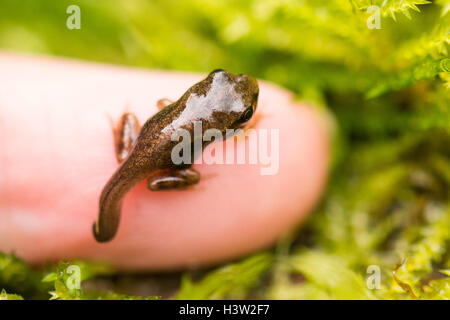 froglet or young common frog (Rana temporaria) with the remnants of its tadpole tail sitting on end of adult finger for scale