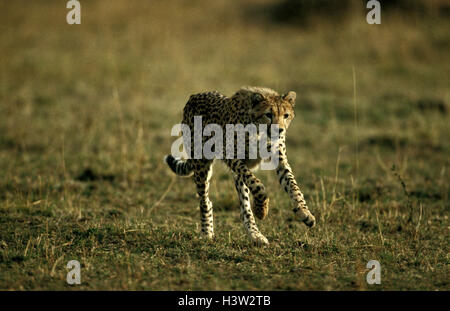 Cheetah (Acinonyx jubatus) Stock Photo