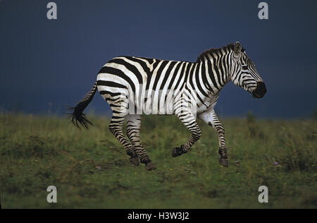 Grant's zebra (Equus quagga boehmi) Stock Photo