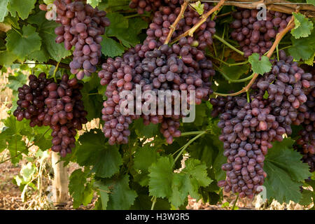 Crimson Seedless Grapes On The Vine Stock Photo - Alamy