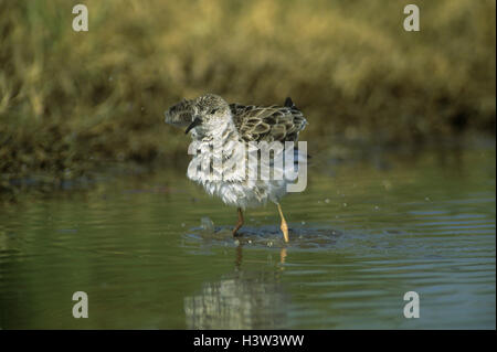 Marsh sandpiper (Tringa stagnatilis), standing in water, fluffing up its plumage. It is a non-breeding northern-winter visitor to East Africa. Kenya Stock Photo