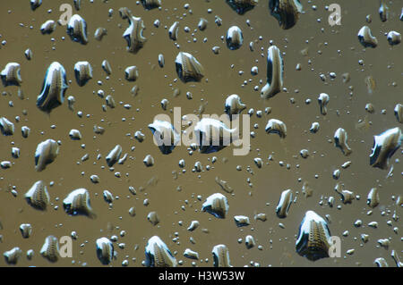 Building is reflected in raindrops on window glass Stock Photo