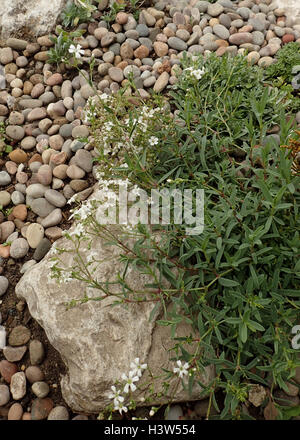 Creeping gypsophila (Gypsophila repens 'filou white') in a rockery in a bed of small pebbles Stock Photo