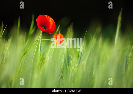 Poppy in rye field Stock Photo