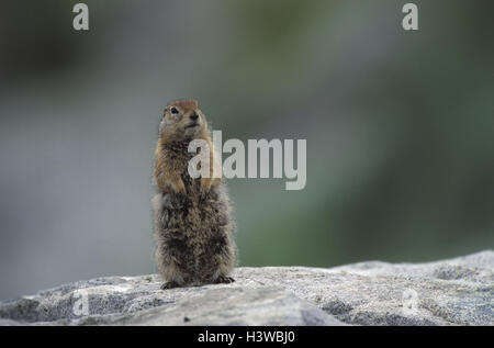 Alaska, arctic gopher, Spermophilus parryii, bile, watchfulness animal world, wilderness, animals, animal, mammals, mammal, rodents, rodent, Rodentia, croissant, Sciuridae, Arctic Ground Squirrel, Parry-Ziesel, Spermophilus parryi, stand, raised, attentio Stock Photo