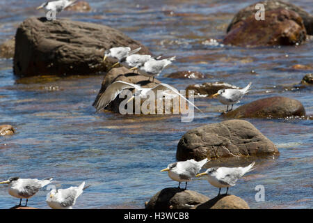 Swift Terns, Sterna bergii, on rocks at Cape Town, South Africa Stock Photo