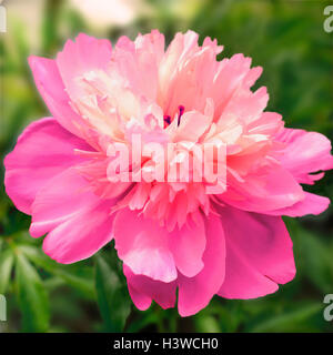 Peony, Paeonia officinalis, detail, blossom, plants, flowers, flower, roses, rose, rose blossoms, pink, pawn peony, pawn rose, gout rose, clap rose, medicinal plants, herbs, medicament plants, nature drugs, nature, beauty Stock Photo