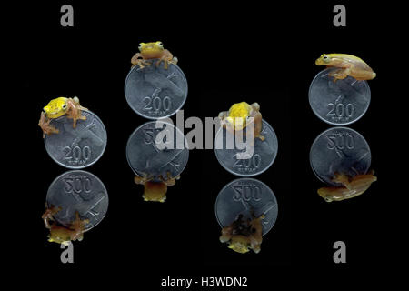 Miniature tree frogs on Indonesian Rupiah coins Stock Photo