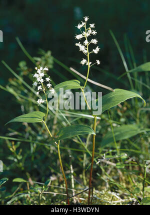 Shadow flower, Maianthemum bifolium nature, botany, flora, plants, flowers, forest flowers, wild flowers, meadow flowers, 2 leaved shadow flower, Maianthemum, Liliaceae, lily plants, blossoms, blossom, white, fragrant, leaves, green, period bloom, May Stock Photo