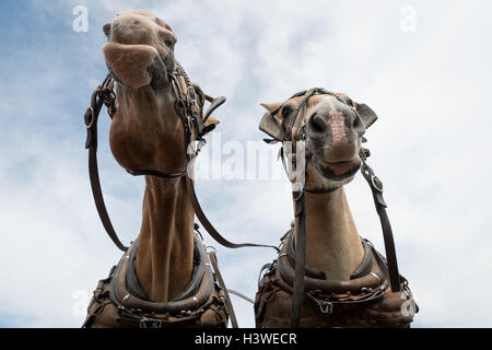 Low angle view of Two Draft Horses, Maine, USA Stock Photo