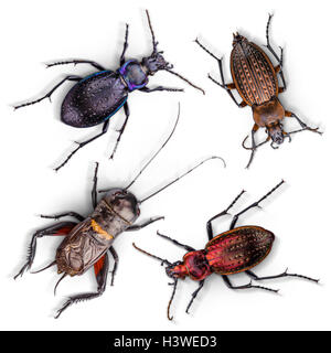 Insects set on white background illustration Stock Photo: 133497023 - Alamy