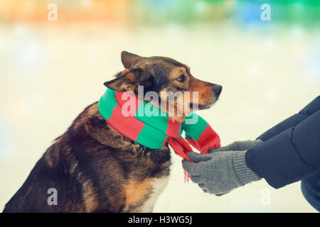 Man tying a scarf on a dog in cold winter Stock Photo