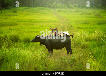 Boy lying on a buffalo's back sleeping, Thailand Stock Photo