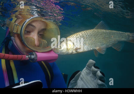 Underwater recording, diver, fish, chub, Leuciscus cephalus, underwater recording, under water, sport, hobby, woman, diving, diver's glasses, diving mask, oxygen, embouchure, look, encounter, Cyprinidae, carp fish, behaviour, curiosity, observe, medium cl Stock Photo