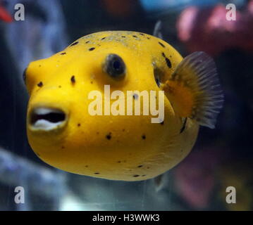 Pufferfish, a member of the Tetraodontidae family, and the majority of pufferfish species are toxic and some are among the most poisonous vertebrates in the world. Dated 21st Century Stock Photo
