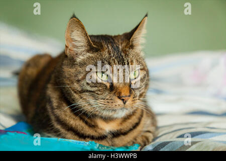 Portrait of a tabby cat lying lying on bed. European short hair. Stock Photo