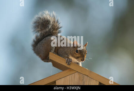 Wimbledon, London UK. 12th October, 2016. Grey squirrel rests at top of a garden shed catching sunlight after early morning rain. Credit:  Malcolm Park wildlife images/Alamy Live News Stock Photo