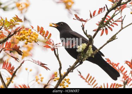 Stirlingshire, Scotland, UK. 12 October 2016. UK weather: autumnal colours brighten a grey start to the day as a blackbird eats yellow rowan berries in a Stirlingshire garden Credit:  Kay Roxby/Ģ����ý Live News Stock Photo
