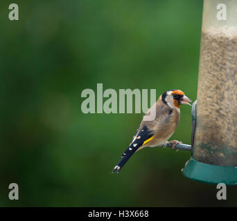 Wimbledon, London, UK. 13th October, 2016. Goldfinches start feeding from garden nut feeder in cool Autumn morning, London suburban garden Large numbers of Goldfinches overwinter in the UK. Credit:  Malcolm Park widlife images/Alamy Live News Stock Photo