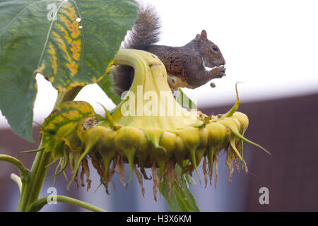 London, UK. 13th October, 2016. Grey Squirrel attempts to eat the seeds of a giant sunflower in a London garden, UK 13th October, 2016 London, England, United Kingdom Credit:  Jeff Gilbert/Alamy Live News Stock Photo