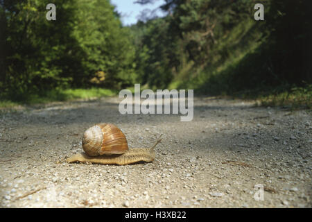 Edible snail (helix pomatia), way Stock Photo