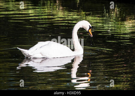 A mute swan on a lake Stock Photo