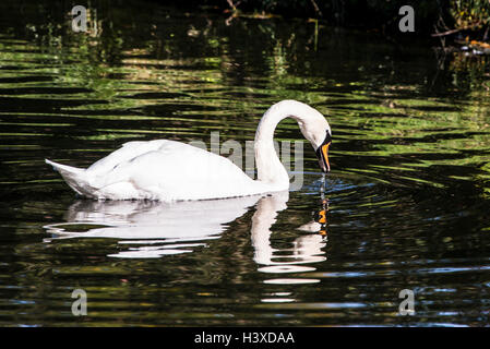 A mute swan on a lake Stock Photo