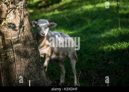 A sheep peering around a tree Stock Photo