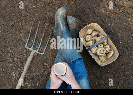 Gardener taking a tea break from digging up potatoes from above Stock Photo