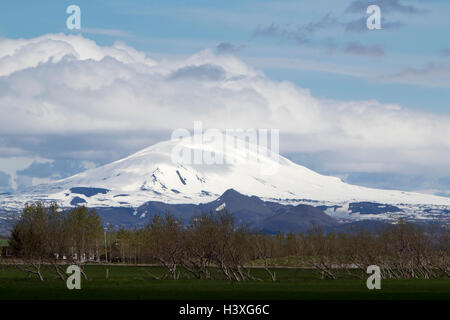 wind blown trees in fields beneath snow covered hekla stratavolcano Iceland Stock Photo