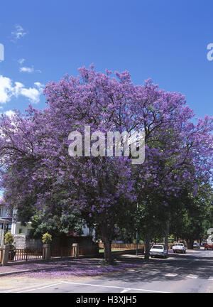 South, Africa, street, Jacaranda trees, Africa, trees, Bignoniengewächse, Jacaranda tree, Jacaranda mimosifolia, Jacaranda mimosifolia, Jacaranda ovalifolia, Jacaranda acutifolia, palisade wooden tree, blossom, blossoms, violet, mauve, avenue Stock Photo