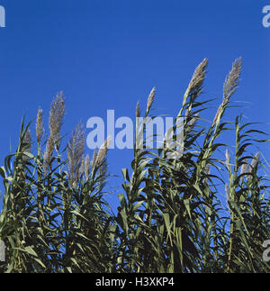 Pole pipe, Arundo donax, nature, botany, flora, plants, grass, sweet grass, gigantic reed, Persian grass, Spanish pipe, Arundo, Poaceae, Gramineae, winter-hard plant, blue sky, heaven, cloudless Stock Photo