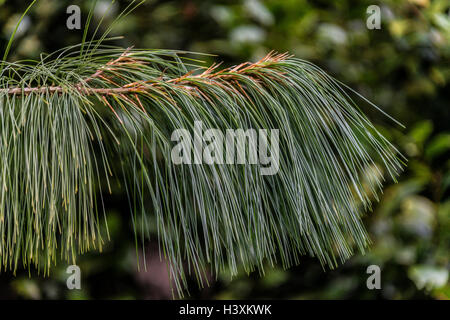 Bhutan pine leaves (needles) Stock Photo