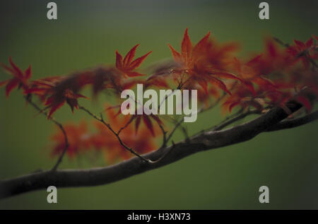 Tree, maple, Acer spec., detail, branch, leaves, autumn plant, tree, maple plants, Aceraceae, broad-leaved tree, maple leaves, reddish, autumn foliage, autumn colours, autumn staining, nature, season, autumnally, season, Germany, Munich Stock Photo