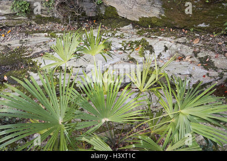 fan palms along a dried up river bed in Italy Stock Photo