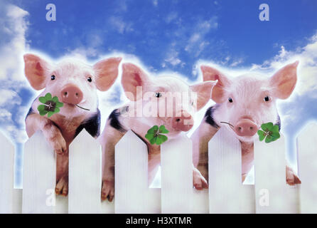 Composing, garden fence, piglet, four-leafed clover, concepts, pigs, pig, luck pig, luck pigs, cloverleaf, 4-leaved, icon, luck, luck bringer, studio, Stock Photo