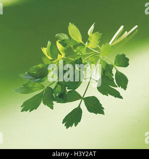 Lovage, Levisticum officinale, leaves, herbs, herb, herbs, spice, spices, culinary spice, culinary spices, spice plant, Maggi herb, dear floor, Doldenblütler, twigs, studio, background green Stock Photo
