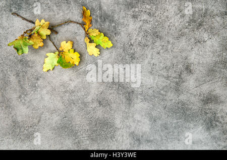 Yellow oak leaves on grey stone texture. Autumn minimal background Stock Photo