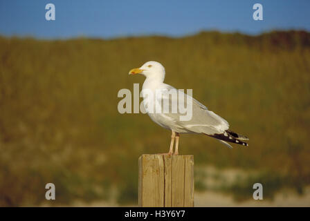 Germany, Schleswig - Holstein, Sylt, Westerland, beach, Wooden pole, silver gull, Larus argentatus Europe, North Germany, the North Frisians, island, North Sea island, north frieze country, dune, birds, Vogel, Möwenvogel, Wattvogel, gull, the outside Nort Stock Photo