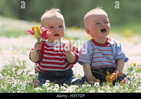 Flower meadow, twins, sit, play tulips, spring, meadow, flowers, children, infants, babies, boys, 8 months, siblings, resemblance, bouquet, joy, lighthearted, childhood Stock Photo