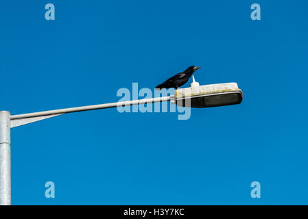 A rook (Corvus frugilegus) calling from the top of a streetlight Stock Photo