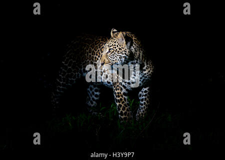 African Leopard (Panthera pardus) standing in the dark, illuminated on the head, Masai Mara national reserve, Kenya. Stock Photo