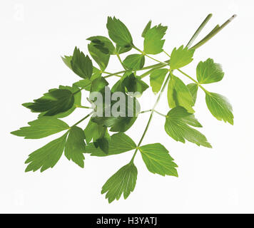 Lovage, Levisticum officinale, leaves, herbs, herb, herbs, spice, spices, culinary spice, culinary spices, spice plant, Maggi herb, dear floor, Doldenblütler, twigs, studio, cut out Stock Photo