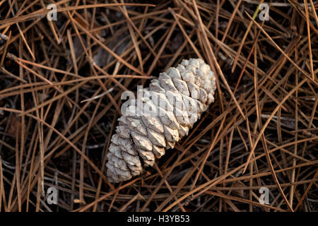 Pine cone amongst needles on the ground Stock Photo