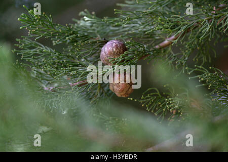 Cypress tree cones Stock Photo